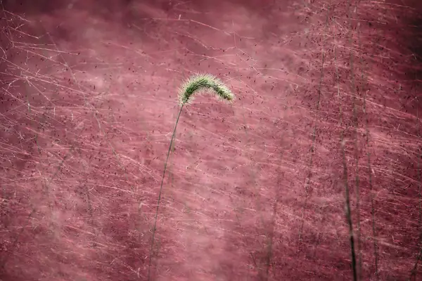 Yeşil tilki kuyruğu. Doğal arka plan materyali. Poaceae yıllık otu.