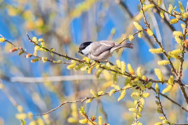 Yumuşak söğüt tomurcukları olan dallar