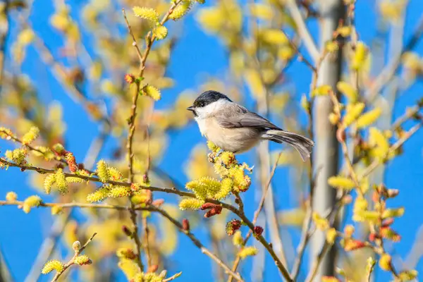 Yumuşak söğüt tomurcukları olan dallar