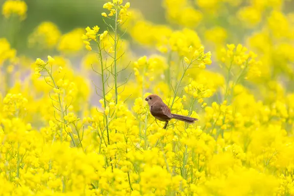 Kore 'deki Nakdonggang Nehri kanola tarlalarının bahar manzarası.