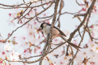 a long-tailed tit sitting on the branches of the cherry blossom tree clipart