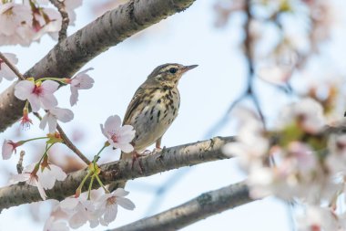 Kiraz ağacının dallarında oturan bir kızılderili çukur.