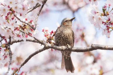 Kiraz ağacının dallarında oturan kahverengi kulaklı bir bulbul.