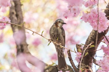 Kiraz ağacının dallarında oturan kahverengi kulaklı bir bulbul.