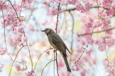Kiraz ağacının dallarında oturan kahverengi kulaklı bir bulbul.