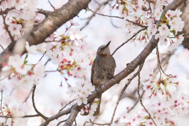 a brown-eared bulbul sitting on the branches of the cherry blossom tree clipart