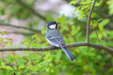 a great tit sitting on the branches of the cherry blossom tree