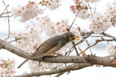 a yellow-billed grosbeak sitting on the branches of the cherry blossom tree clipart