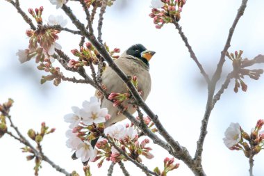 a yellow-billed grosbeak sitting on the branches of the cherry blossom tree clipart