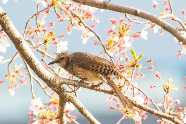 Kiraz ağacının dallarında oturan kahverengi kulaklı bir bulbul.