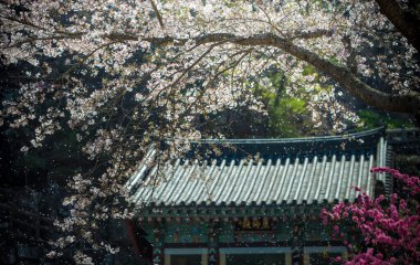 Kore Geleneksel Tapınaklarının Bahar Manzarası