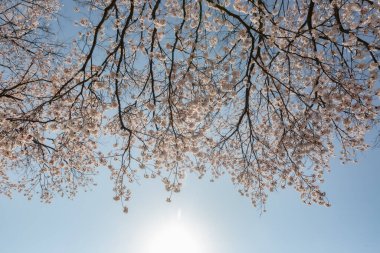 a spring scene with cherry blossoms in bloom clipart