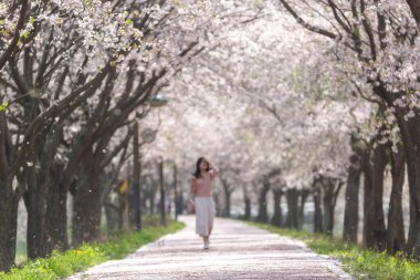 Kiraz çiçeklerinin açtığı bir bahar sahnesi.