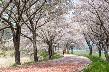 Kiraz çiçeklerinin açtığı bir bahar sahnesi.