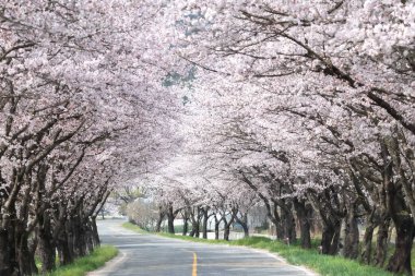 Kiraz çiçeklerinin açtığı bir bahar sahnesi.