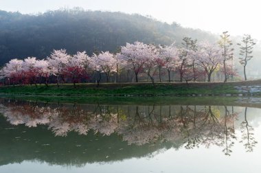 Kiraz çiçeği göletinin bahar manzarası.
