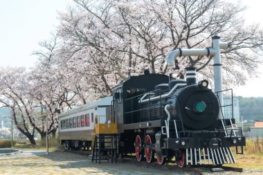 Kiraz çiçeklerinin açtığı bir bahar sahnesi.