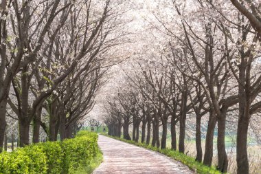 Kiraz çiçeklerinin açtığı bir bahar sahnesi.