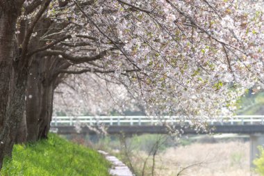 Kiraz çiçeklerinin açtığı bir bahar sahnesi.
