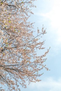 Kiraz çiçeklerinin açtığı bir bahar sahnesi.