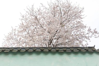 Geleneksel Kore tapınaklarının bahar manzarası. Kiraz çiçekleri uçuşuyor.