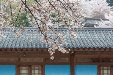 Geleneksel Kore tapınaklarının bahar manzarası. Kiraz çiçekleri uçuşuyor.