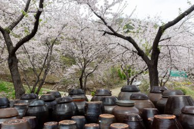 Spring scenery of traditional Korean temples with cherry blossoms flying clipart