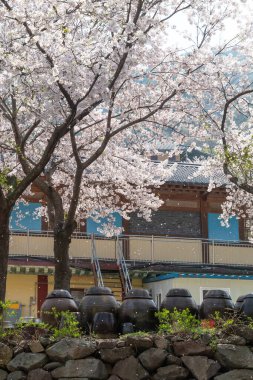 Spring scenery of traditional Korean temples with cherry blossoms flying clipart