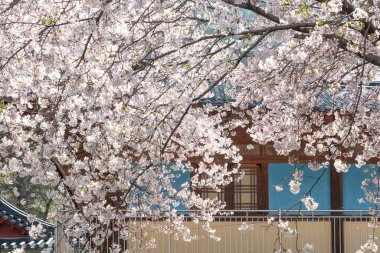 Geleneksel Kore tapınaklarının bahar manzarası. Kiraz çiçekleri uçuşuyor.