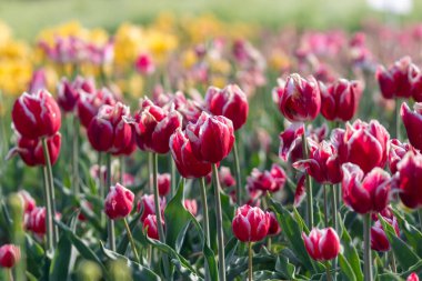 Kore 'nin Nakdong Nehri' ndeki lalelerin açtığı bahar manzarası.
