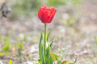 Kore 'nin Nakdong Nehri' ndeki lalelerin açtığı bahar manzarası.