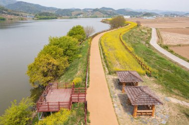 Changwon, Kore 'de Junam Barajı Canola Çiçek Sahnesi