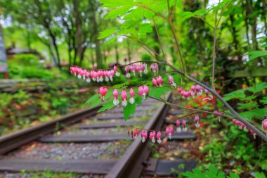 Ormanda açan altın bir çiçek.