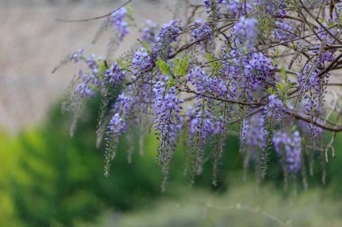 May 'in bahçe manzarası güzel mor salkım çiçekleriyle
