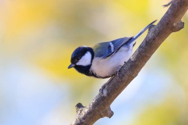great tit sitting on a tree branch in the forest
