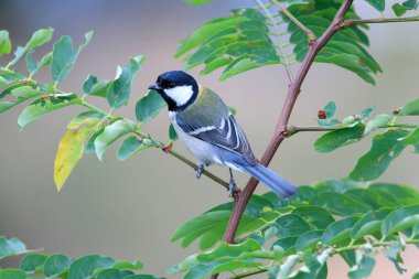 great tit sitting on a tree branch in the forest