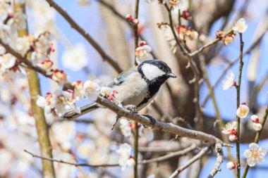 great tit sitting on a tree branch in the forest