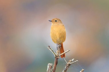 Ormandaki bir ağaç dalında oturan Durian kırmızısı.