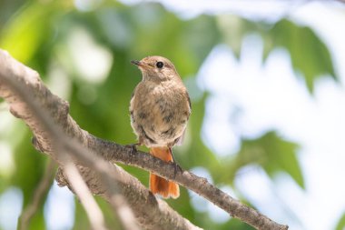 Ormandaki bir ağaç dalında oturan Durian kırmızısı.