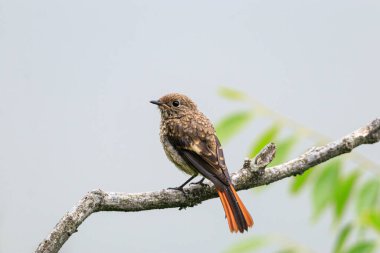 Ormandaki bir ağaç dalında oturan Durian kırmızısı.