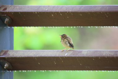 Ormandaki bir ağaç dalında oturan Durian kırmızısı.