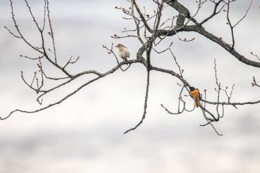 Ormandaki bir ağaç dalında oturan Durian kırmızısı.