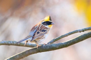 yellow-throated bunting sitting on a tree branch in the forest clipart