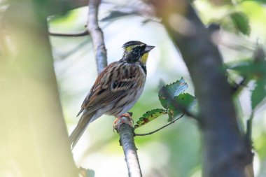 Ormandaki bir ağaç dalında oturan sarı boğazlı kiraz kuşu.