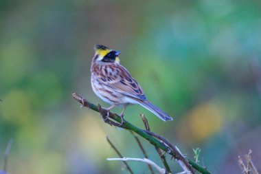 Ormandaki bir ağaç dalında oturan sarı boğazlı kiraz kuşu.