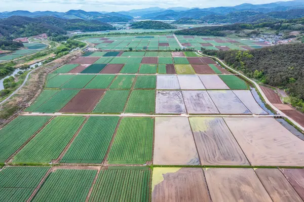 Stock image aerial drone view. Spring scenery of Korea's Upo Wetland.