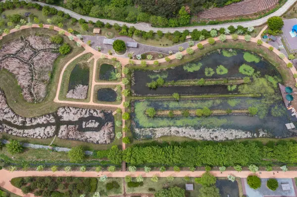 stock image aerial drone view. Spring scenery of Korea's Upo Wetland.