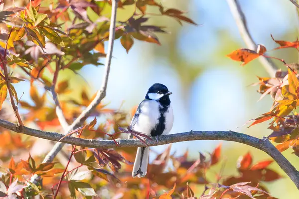 great tit sitting on a tree branch in the forest