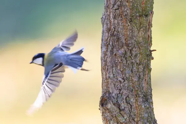 great tit sitting on a tree branch in the forest