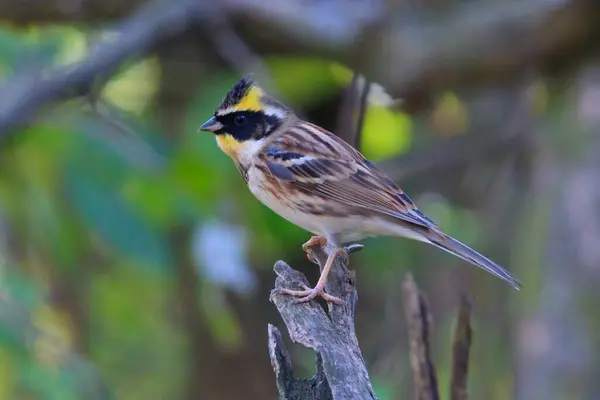 Ormandaki bir ağaç dalında oturan sarı boğazlı kiraz kuşu.